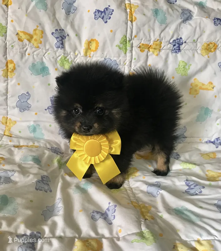 Diego – Pomeranian puppy for sale in Phoenix, AZ