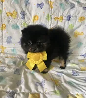 Diego, a male Pomeranian for sale in Phoenix, AZ – 1 of 8