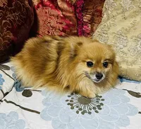 Katie, a female Pomeranian for sale in Phoenix, AZ – 3 of 5