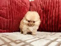 Butterscotch , a male Pomeranian for sale in Phoenix, AZ – 6 of 10