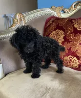 Tory, a female Poodle - Toy  for sale in Phoenix, AZ – 6 of 10