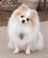 Godivas boy Blue, a male Pomeranian for sale in Phoenix, AZ – 7 of 9