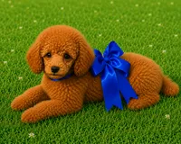 Red Benson, a male Poodle - Toy  for sale in Phoenix, AZ – 1 of 8