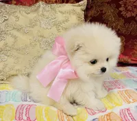 Crystal, a female Pomeranian for sale in Phoenix, AZ – 8 of 10