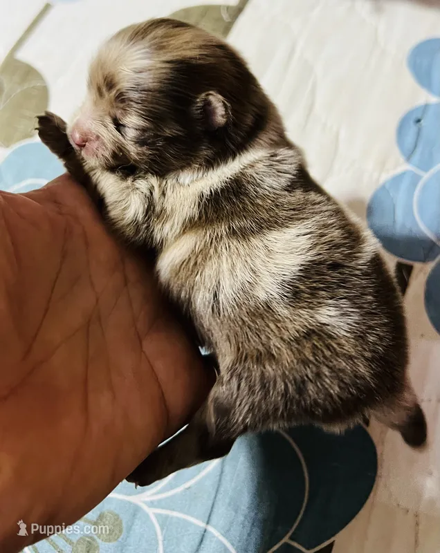 Cassius – Pomeranian puppy for sale in Phoenix, AZ