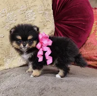 Tiny Pandas girl pink, a female Pomeranian for sale in Phoenix, AZ – 5 of 10