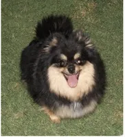 Diego, a male Pomeranian for sale in Phoenix, AZ – 10 of 10