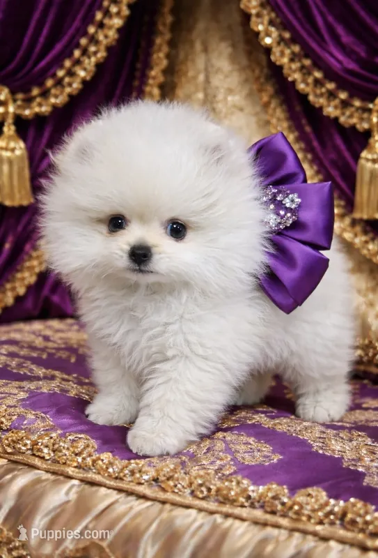 Blizzard – Pomeranian puppy for sale in Phoenix, AZ