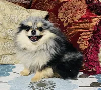 Cassius, a male Pomeranian for sale in Phoenix, AZ – 7 of 8