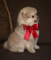 Lily, a female Pomeranian for sale in Phoenix, AZ – 4 of 10