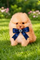 Butterscotch , a male Pomeranian for sale in Phoenix, AZ – 1 of 5