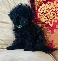 Tory, a female Poodle - Toy  for sale in Phoenix, AZ – 5 of 10