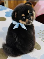Ruger, a male Pomeranian for sale in Phoenix, AZ – 6 of 10