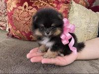 Tiny Pandas girl pink, a female Pomeranian for sale in Phoenix, AZ – 2 of 10
