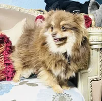 Brooklyn , a  Pomeranian for sale in Phoenix, AZ – 4 of 7