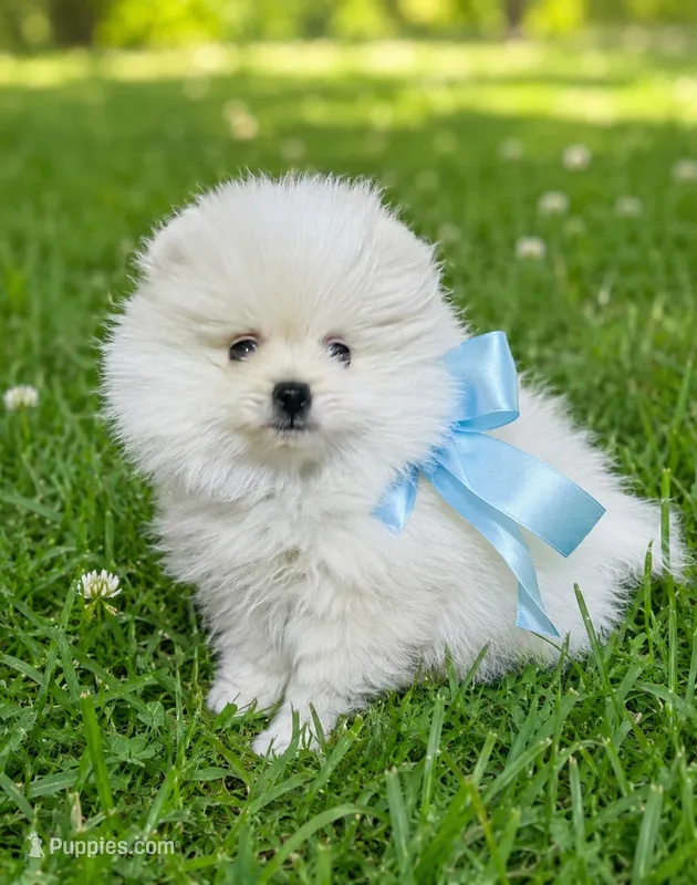 Stormy – Pomeranian puppy for sale in Phoenix, AZ