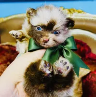Cassius, a male Pomeranian for sale in Phoenix, AZ – 5 of 10