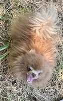 Mason, a male Pomeranian for sale in Phoenix, AZ – 8 of 8