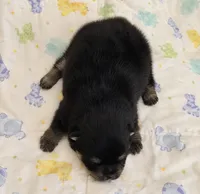 Pandas Boy 1, a male Pomeranian for sale in Phoenix, AZ – 3 of 7