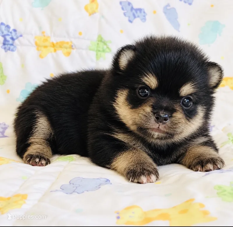 Pandas Boy 1 – Pomeranian puppy for sale in Phoenix, AZ