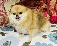 Gumdrop, a female Pomeranian for sale in Phoenix, AZ – 2 of 7
