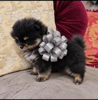 Pandas Boy2 Grey, a male Pomeranian for sale in Phoenix, AZ – 2 of 7