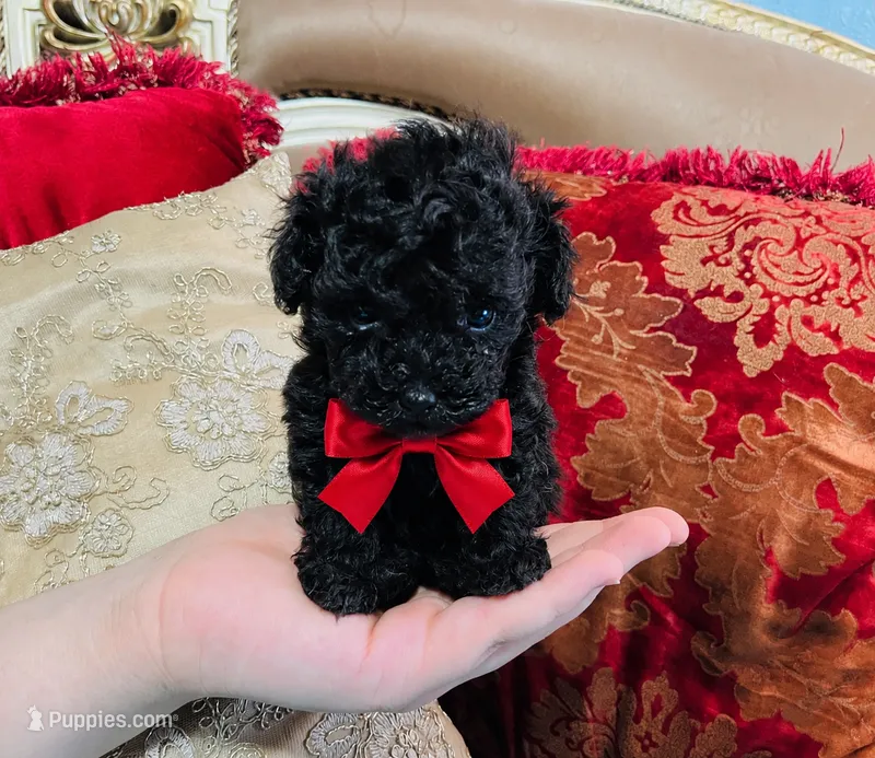 Ebony – Poodle - Toy  puppy for sale in Phoenix, AZ