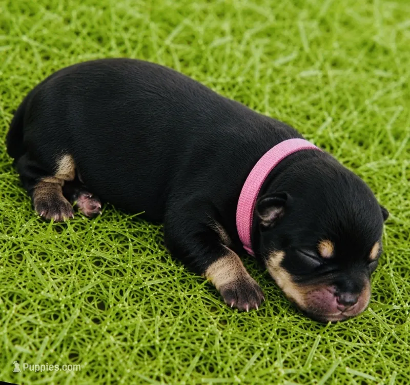 Pandas girl pink – Pomeranian puppy for sale in Phoenix, AZ