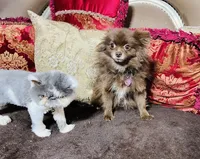 Orion, a male Pomeranian for sale in Phoenix, AZ – 7 of 8