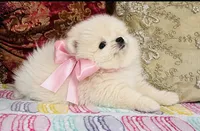 Crystal, a female Pomeranian for sale in Phoenix, AZ – 6 of 10
