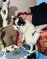 Ruger, a male Pomeranian for sale in Phoenix, AZ – 8 of 8