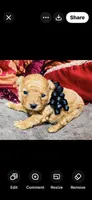 Dallas, a male Poodle - Toy  for sale in Phoenix, AZ – 3 of 10