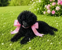 Ebony, a female Poodle - Toy  for sale in Phoenix, AZ – 7 of 10