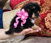 Tiny Pandas girl pink, a female Pomeranian for sale in Phoenix, AZ – 7 of 10