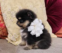 Pandas White bow Boy 1, a male Pomeranian for sale in Phoenix, AZ – 8 of 10