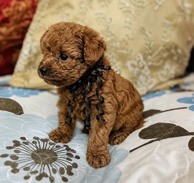 Red Benson – Poodle - Toy  puppy for sale in Phoenix, AZ
