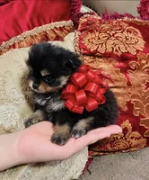 Godivas girl Red, a female Pomeranian for sale in Phoenix, AZ – 3 of 9