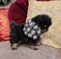 Pandas Boy2 Grey, a male Pomeranian for sale in Phoenix, AZ – 3 of 7