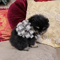Pandas Boy2 Grey, a male Pomeranian for sale in Phoenix, AZ – 5 of 7