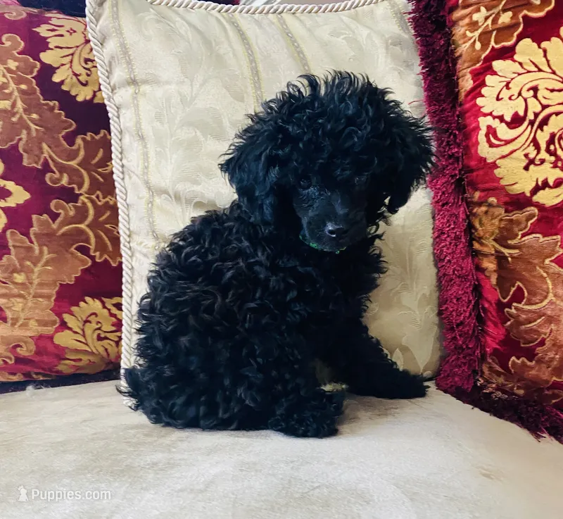 Troy – Poodle - Toy  puppy for sale in Phoenix, AZ