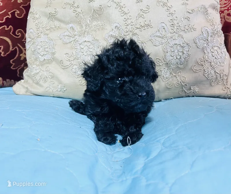 Ebony – Poodle - Toy  puppy for sale in Phoenix, AZ