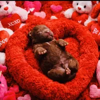 Cocoa, a female Pomeranian for sale in Phoenix, AZ – Photo 1 of 8