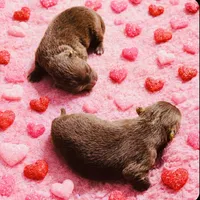 Cocoa, a female Pomeranian for sale in Phoenix, AZ – Photo 6 of 8