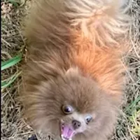 Cocoa, a female Pomeranian for sale in Phoenix, AZ – Photo 8 of 8
