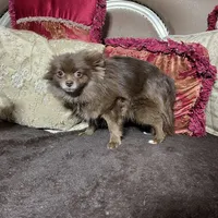 Cocoa, a female Pomeranian for sale in Phoenix, AZ – Photo 7 of 8