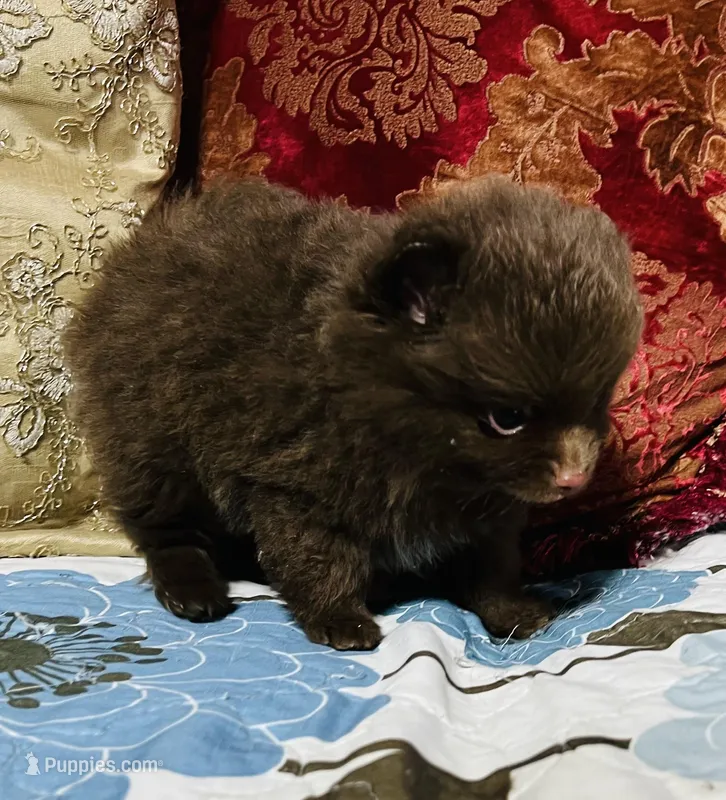 Cocoa – Pomeranian puppy for sale in Phoenix, AZ