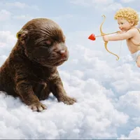 Cocoa, a female Pomeranian for sale in Phoenix, AZ – Photo 2 of 8