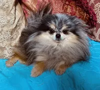Ruger, a male Pomeranian for sale in Phoenix, AZ – 7 of 8