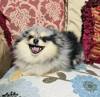 Mason, a male Pomeranian for sale in Phoenix, AZ – 7 of 8