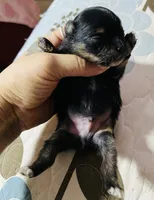 Ruger, a male Pomeranian for sale in Phoenix, AZ – 3 of 8